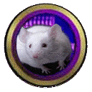 White Mouse trying to pass as a rat